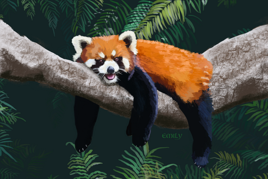 Red Panda - Wall art